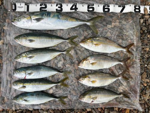 ショゴの釣果
