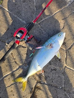 イナダの釣果