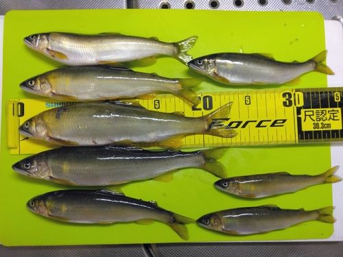 アユの釣果