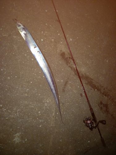 タチウオの釣果