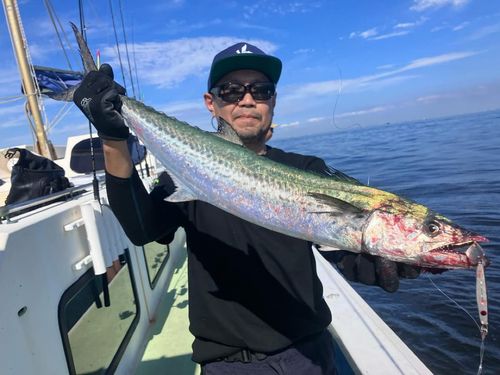 サワラの釣果