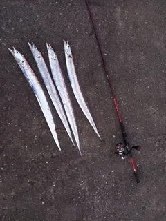 タチウオの釣果