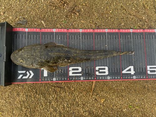 マゴチの釣果