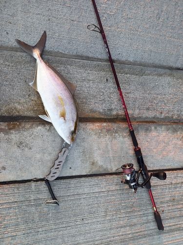 ショゴの釣果