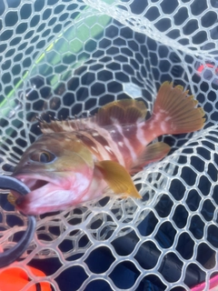 アカハタの釣果
