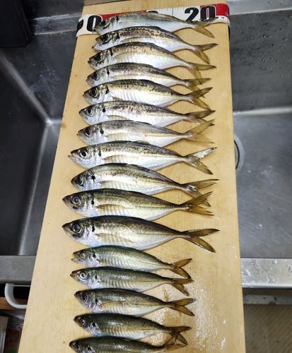 アジの釣果