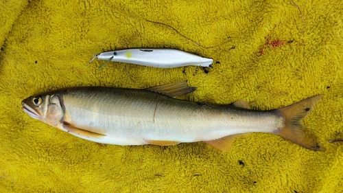 アユの釣果
