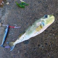 クロサバフグの釣果