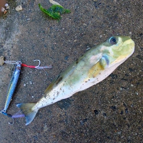 クロサバフグの釣果