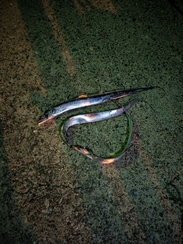 タチウオの釣果