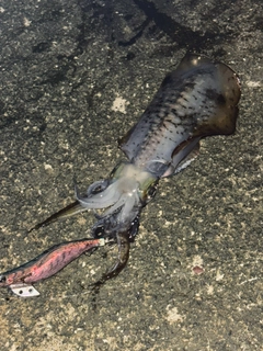 アオリイカの釣果