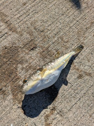 フグの釣果