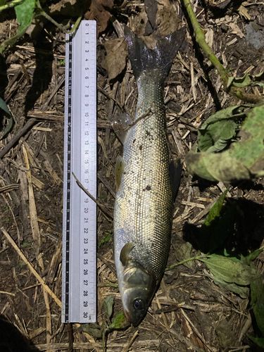 ウグイの釣果