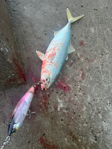 ワカシの釣果