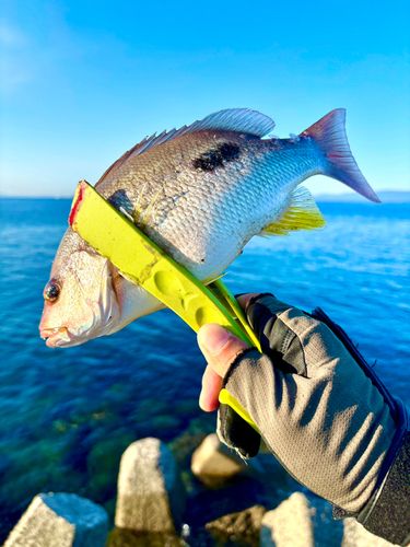 クロホシフエダイの釣果