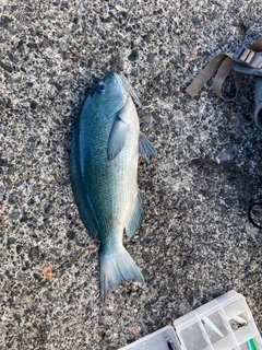メジナの釣果