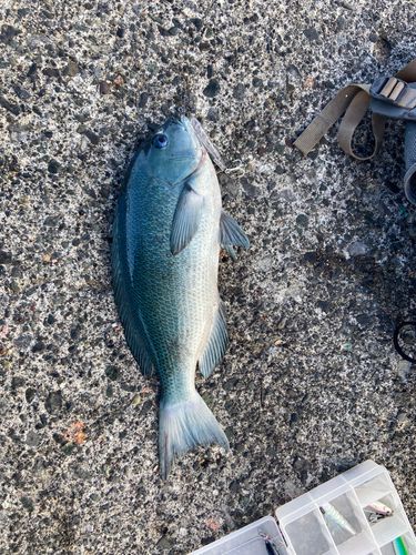 メジナの釣果