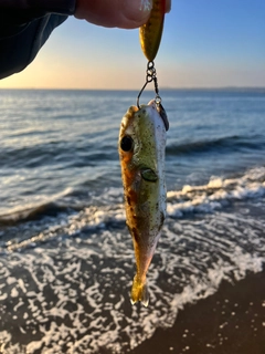 フグの釣果