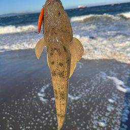 マゴチ