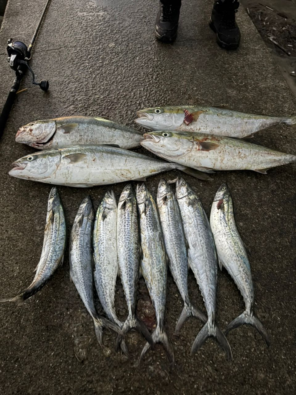 ZENAQ ミュートス ソニオ スピニングモデル 100M(RG)の最安値