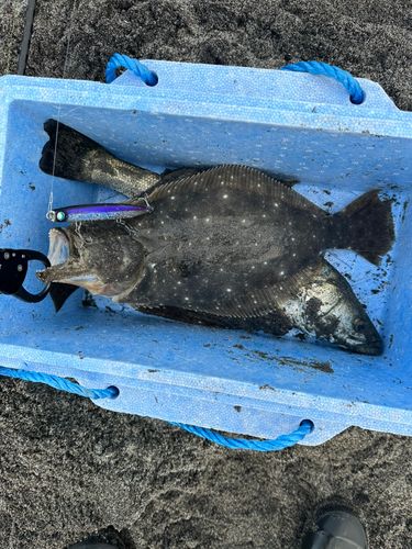 ヒラメの釣果