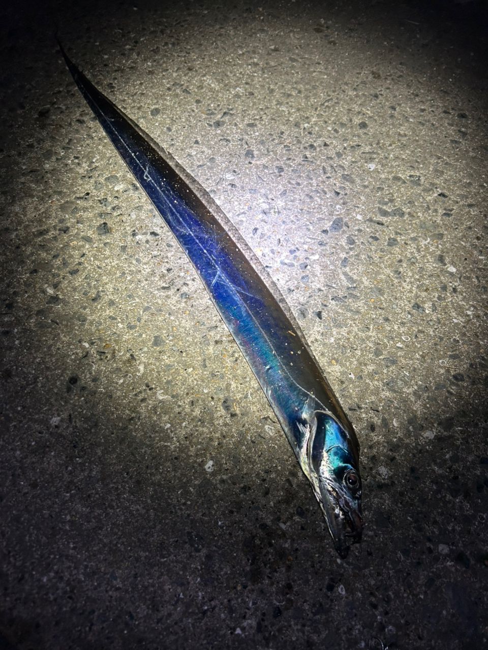 タチウオ