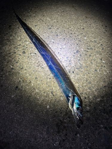 博多湾