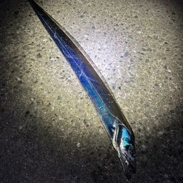 タチウオ