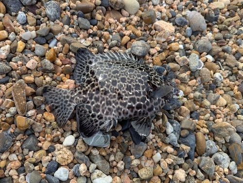イシガキダイの釣果