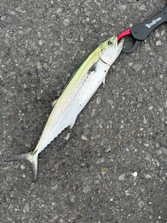 サゴシの釣果