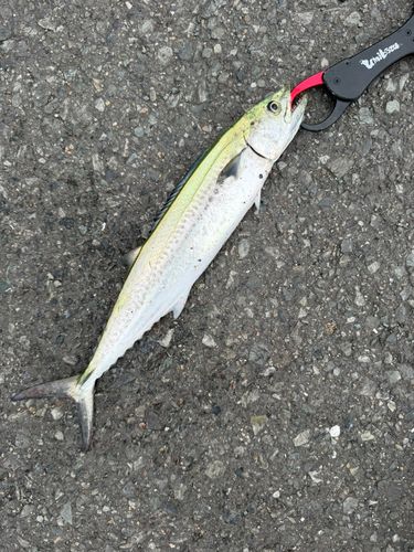 サゴシの釣果