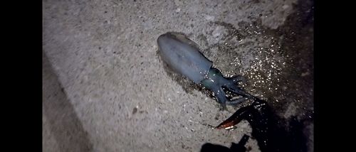 津久見湾