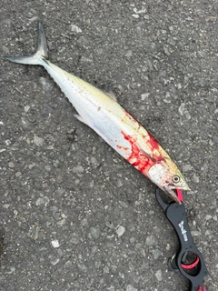 サゴシの釣果