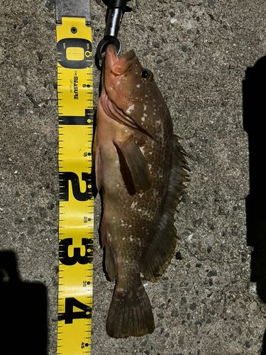アコウの釣果