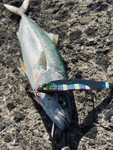 イナダの釣果