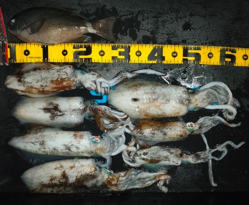 アオリイカの釣果