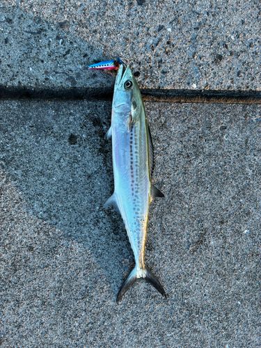 サゴシの釣果