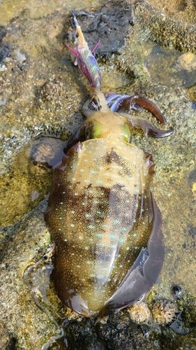 ミズイカの釣果