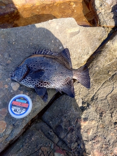 イシガキダイの釣果
