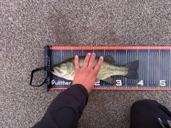 ラージマウスバスの釣果
