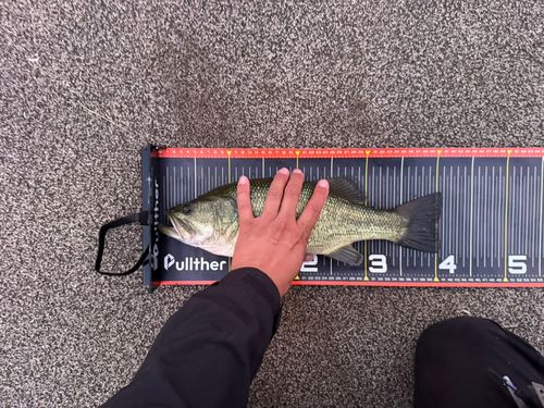 ラージマウスバスの釣果