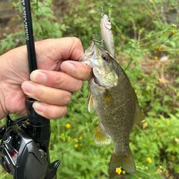 スモールマウスバス