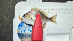 チャリコの釣果