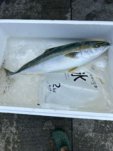 イナダの釣果