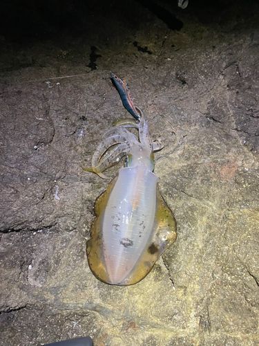 男鹿半島