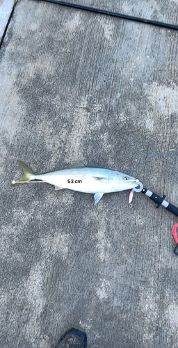 イナダの釣果