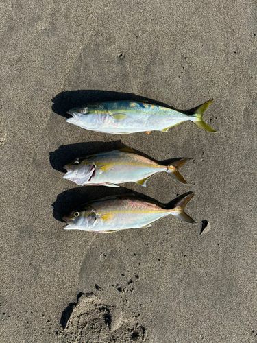 ハマチの釣果