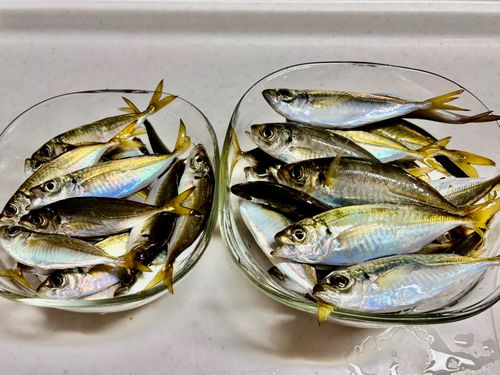 アジの釣果