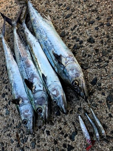 サゴシの釣果