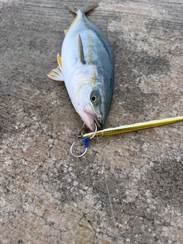 ワカシの釣果